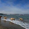 Crissy Field gift card