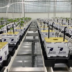 Cheapest Hydro - Grodan Hugo's in stock!
