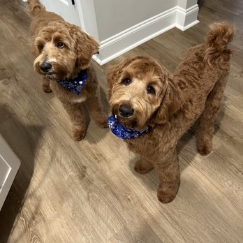 Bless Your Paws Grooming - Teddy and Tony after their first grooming. - Pet Groomers Near Me - Winston-Salem, North Carolina