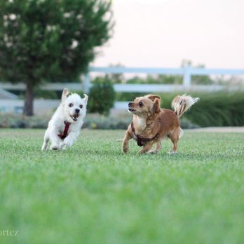 Vila Borba Park - Dog Parks Near Me - Chino Hills, California Vila Borba Park - Dog Parks Near Me - Chino Hills, California