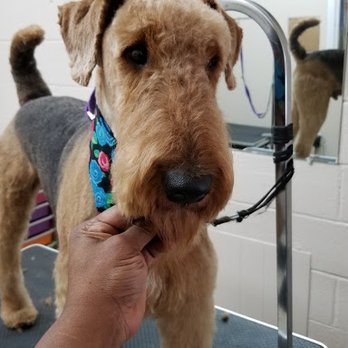 Pets Transformation & Boarding - Pet Boarding Near Me - Columbia, South Carolina Pets Transformation & Boarding - Pet Boarding Near Me - Columbia, South Carolina