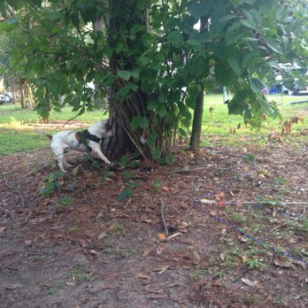 Bill Frederick Park at Turkey Lake - Plenty of room at the site for the puppies to play! - Parks Near Me - Orlando, Florida