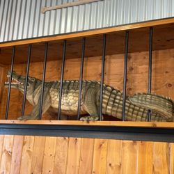 Huckleberry's - Santa Maria - Gator by front entrance