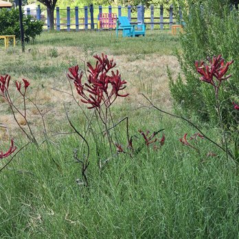 Casa Secoya - Grass and weeds. - Vacation Rentals Near Me - Monte Rio, California