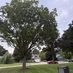 Schwinger Lawn Service - The dead branch I had on the very top of the tree- gone!! John helped educate me on how to get the grass to grow under the tree