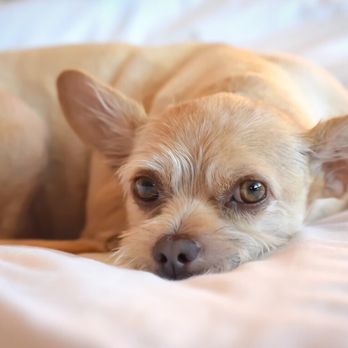 Bow Wow Bungalow - Charlie after amazing day in bow wow bungalow - Pet Sitting Near Me - Burbank, California