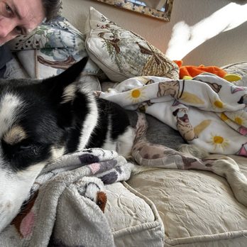 Surgipet - Surgery Center for Pets - Other leg gave out 10 days after the first surgery :( - Veterinarians Near Me - Carlsbad, California Surgipet - Surgery Center for Pets - Other leg gave out 10 days after the first surgery :( - Veterinarians Near Me - Carlsbad, California