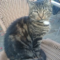 Nag's Head - The pub cat