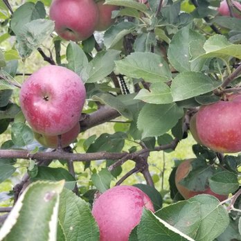 Pine Farms Orchard - Cafes Near Me - King City, Ontario