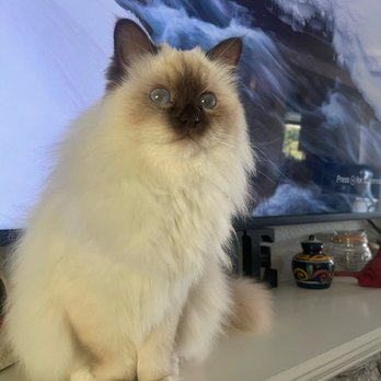 Daneen's In Home Grooming - Pet Groomers Near Me