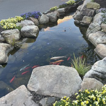 Pike Nurseries - Koi pond - Nurseries & Gardening Near Me - Charlotte, North Carolina
