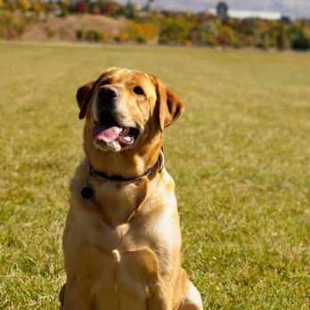 Rover Veterinary Care At Home Euthanasia - Veterinarians Near Me Rover Veterinary Care At Home Euthanasia - Veterinarians Near Me