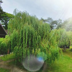 Cromer Country Club - Diamond Resorts - Nice willow tree outside the bedroom balcony
