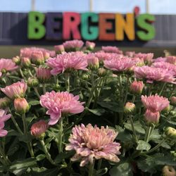 Bergen's Greenhouses