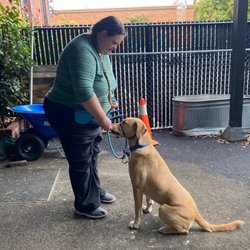 Instinct Dog Behavior & Training Portland