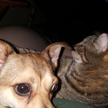 Happy Tails Doggy Care - Poor Charlie - Pet Training Near Me - Buckeye, Arizona
