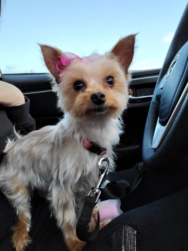 HAPPY PAWS GROOMING NANAIRO 75 Photos & 100 Reviews Pet Groomers