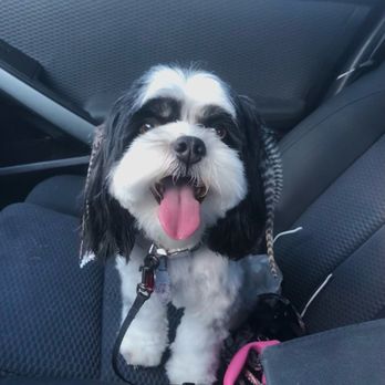 Good Dog Spa - Feathers - Pet Groomers Near Me - Carrollton, Texas Good Dog Spa - Feathers - Pet Groomers Near Me - Carrollton, Texas