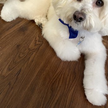 Supreme Pawfection - Pet Groomers Near Me