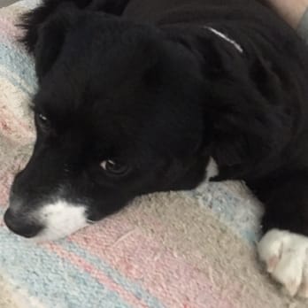 Canine Clips Dog Grooming - Winnie relaxing with her freshly clipped nails and hairs!!  Thanks again Kristina!!! - Pet Groomers Near Me - El Cajon, California