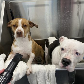 Just Dog People - Not fans of bath time, but they did enjoy the treats and attention they received! - Pet Groomers Near Me - Garner, North Carolina Just Dog People - Not fans of bath time, but they did enjoy the treats and attention they received! - Pet Groomers Near Me - Garner, North Carolina