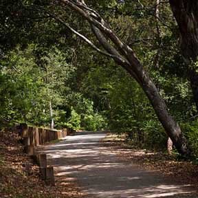 Napa Valley Vine Trail by null