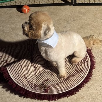 Petco - AFTER 4 HOUR APPT - Pet Training Near Me - Humble, Texas Petco - AFTER 4 HOUR APPT - Pet Training Near Me - Humble, Texas