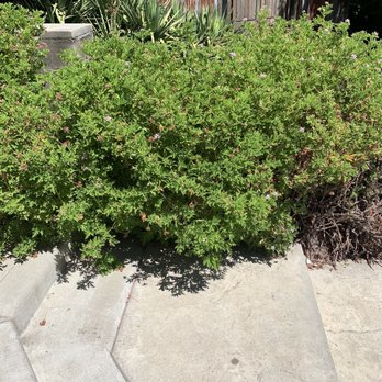 The River's Edge Restaurant - Citronella Bush - American Near Me - Knights Ferry, California The River's Edge Restaurant - Citronella Bush - American Near Me - Knights Ferry, California