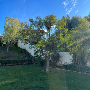Original Mejia Landscaping - Orange tree after trimming - Landscaping Near Me - Corona, California Original Mejia Landscaping - Orange tree after trimming - Landscaping Near Me - Corona, California