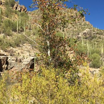 Sabino Canyon - Parks Near Me - Tucson, Arizona Sabino Canyon - Parks Near Me - Tucson, Arizona