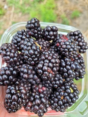 Sweet Berry Farm by null