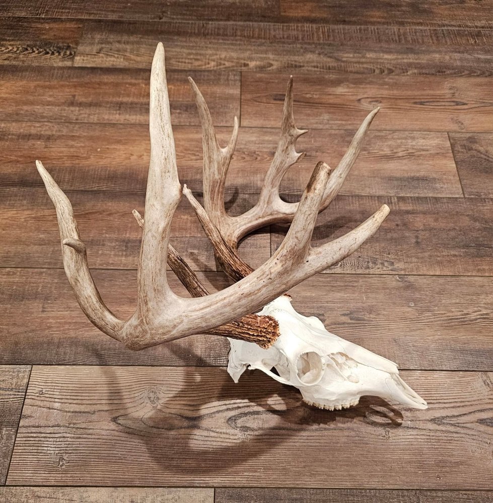 Arnold Taxidermy - taxidermy in Clear Lake, MN