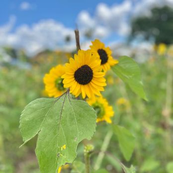 Mortimer Farms - Beautiful sunflowers at the Mortimer Farms Sunflower festival! - Attraction Farms Near Me - Dewey, Arizona Mortimer Farms - Beautiful sunflowers at the Mortimer Farms Sunflower festival! - Attraction Farms Near Me - Dewey, Arizona