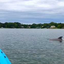 GoKayak! Paddle with a Porpoise - Dolphin kayak tour