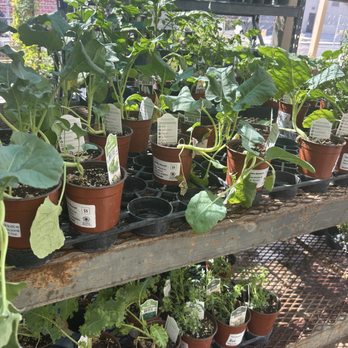 Mojave Bloom Nursery - Home Decor Near Me - Las Vegas, Nevada Mojave Bloom Nursery - Home Decor Near Me - Las Vegas, Nevada