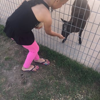 Old MacDonald's Farm - Feeding the black sheep - Venues & Event Spaces Near Me - Humble, Texas