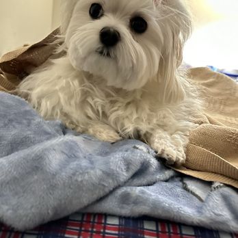 Plush Paws Dog Grooming - Another look courtesy of Plush Paws - Pet Groomers Near Me - Antioch, California Plush Paws Dog Grooming - Another look courtesy of Plush Paws - Pet Groomers Near Me - Antioch, California