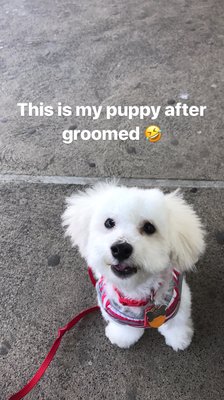 pampered paws brooklyn