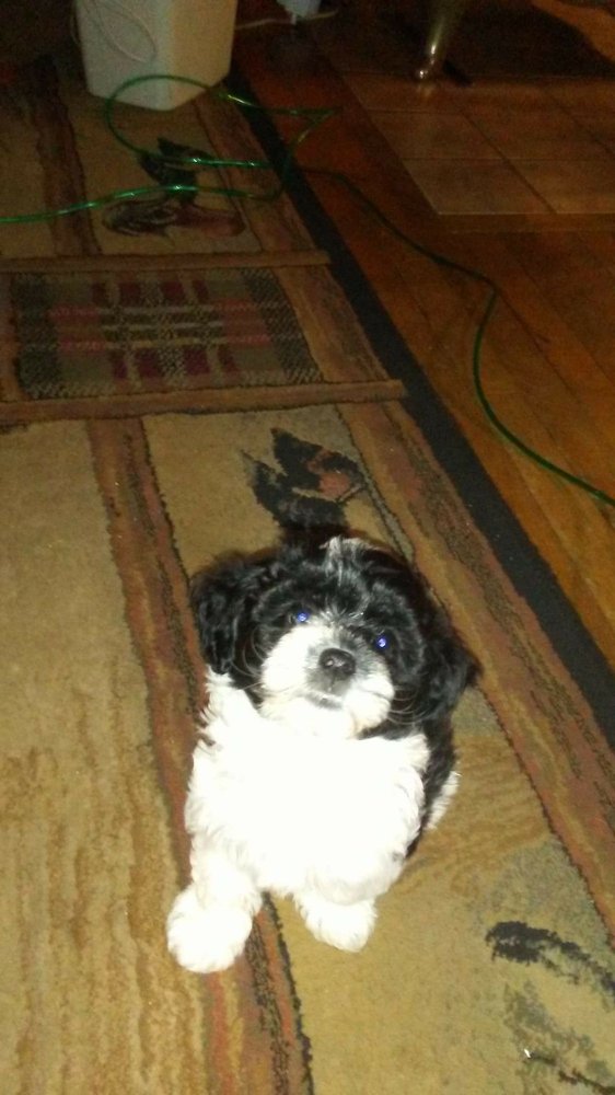 CANINE COUNTRY CLUB AND GROOMING Updated October 2024 37 Photos