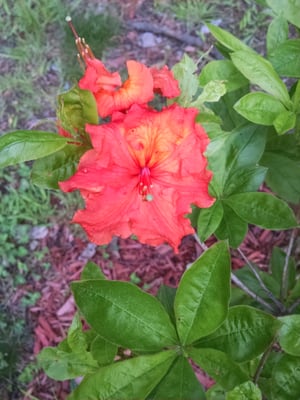 Bad Larry's Bar and Grill by null