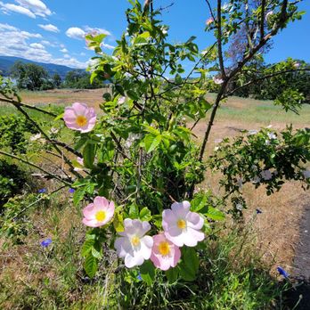 Catherine Creek Trail - Pop of pink - Hiking Near Me - Lyle, Washington