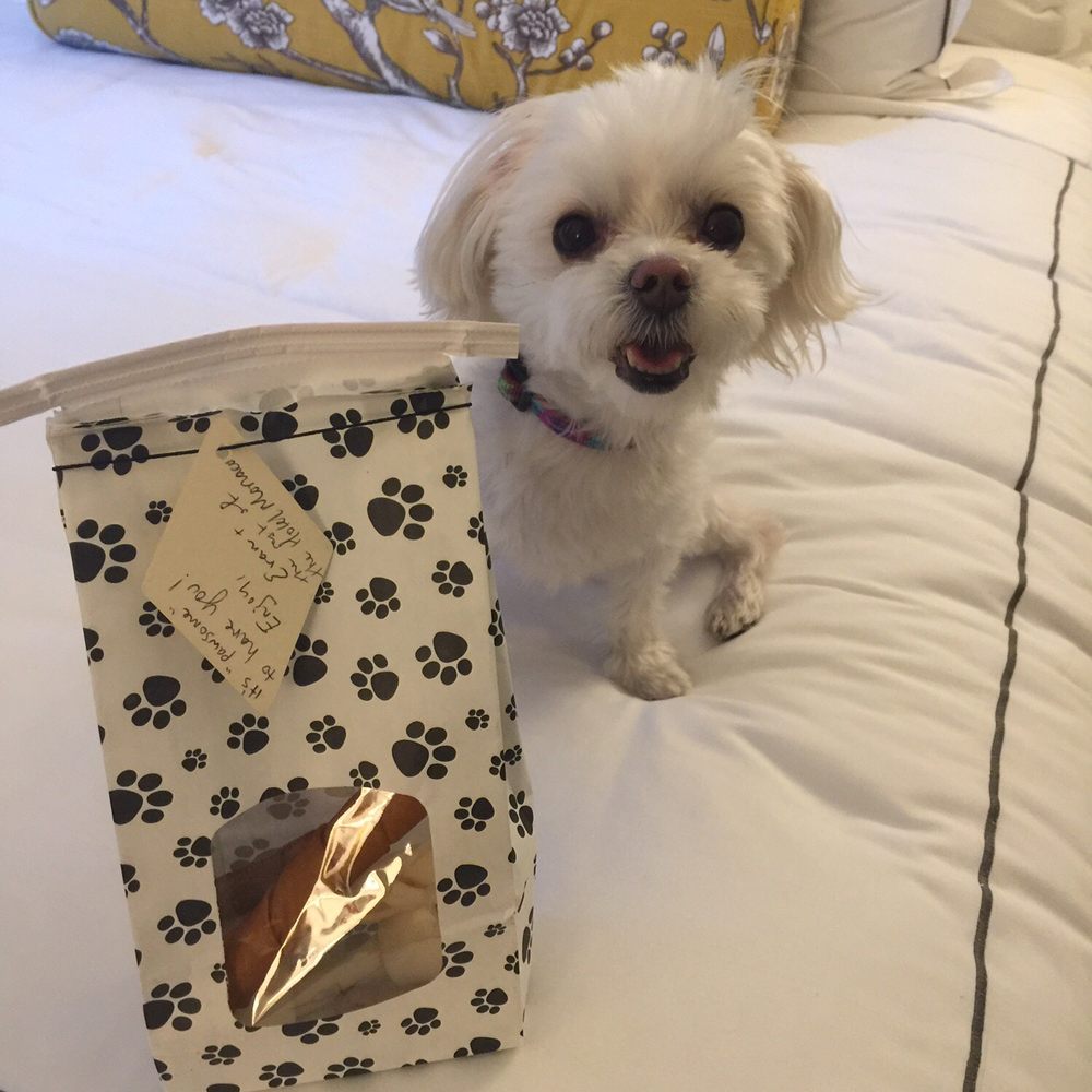 Kimpton Hotel Monaco Pittsburgh - Josie LOVES this hotel!! Free treats for your pup!! - Hotels Near Me - Pittsburgh, Pennsylvania Kimpton Hotel Monaco Pittsburgh - Josie LOVES this hotel!! Free treats for your pup!! - Hotels Near Me - Pittsburgh, Pennsylvania