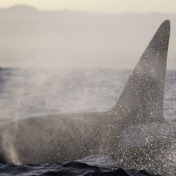 Enocean Tours - Whale Watching Tours Near Me - Moss Landing, California Enocean Tours - Whale Watching Tours Near Me - Moss Landing, California