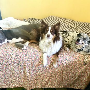 Doggie Do Good - Our doggos after getting trained at Doggie Do Good - Pet Training Near Me - Arroyo Grande, California Doggie Do Good - Our doggos after getting trained at Doggie Do Good - Pet Training Near Me - Arroyo Grande, California