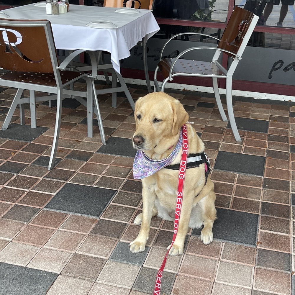 Rotelli Pizza & Pasta - Waiting for our food outside - and I had to be put in the car for my human to go inside and get the order - - Pizza Near Me - Delray Beach, Florida Rotelli Pizza & Pasta - Waiting for our food outside - and I had to be put in the car for my human to go inside and get the order - - Pizza Near Me - Delray Beach, Florida