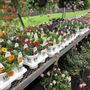 Photo of Lovely Day At Olson's Green House