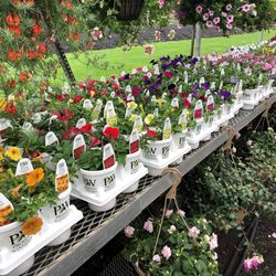 Lovely Day At Olson's Green House - Full line of proven winners