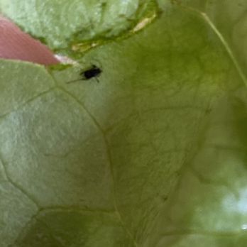 PDQ Chicken - Bug on the lettuce - Chicken Shop Near Me - Altamonte Springs, Florida PDQ Chicken - Bug on the lettuce - Chicken Shop Near Me - Altamonte Springs, Florida