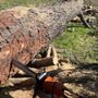 Photo of Sundance Tree Experts