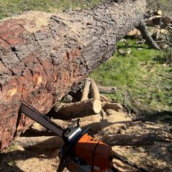 Sundance Tree Experts